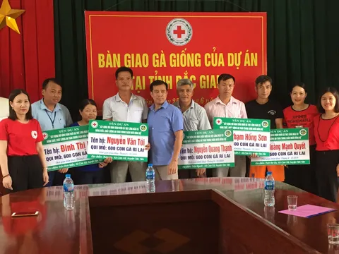 Cấp 6.000 gà giống cho các hộ chăn nuôi tại Bắc Giang