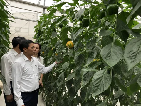 Hải Phòng hỗ trợ hơn 7.500 tỷ đồng cho sản xuất nông nghiệp chất lượng cao