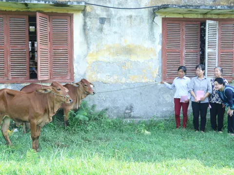 Hải Phòng xây cầu, tặng bò cho các hộ nghèo