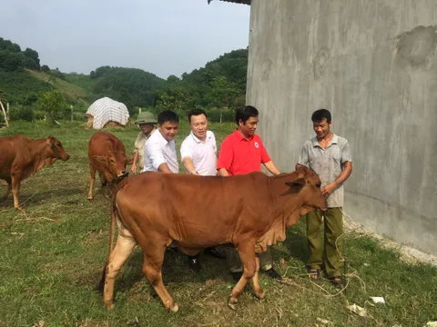 Tặng 15 con bò giống sinh sản cho bà con nghèo Tuyên Quang