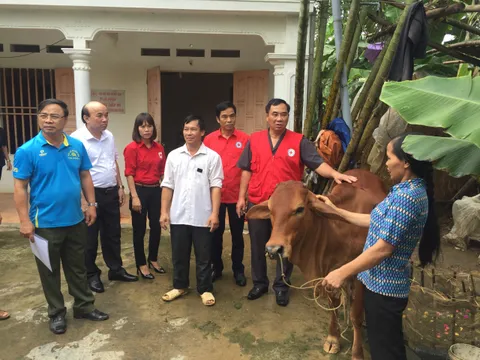 Tặng bò giống do U23 Việt Nam ủng hộ cho các hộ gia đình khó khăn Phú Thọ