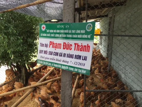 Tạo điểm mới trong nuôi gà thịt lông màu an toàn sinh học