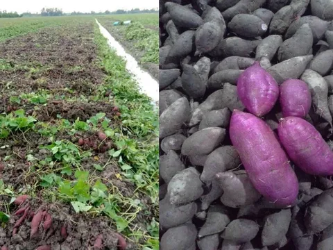 Vĩnh Long: Khoai lang mất giá, người nông dân rớt nước mắt