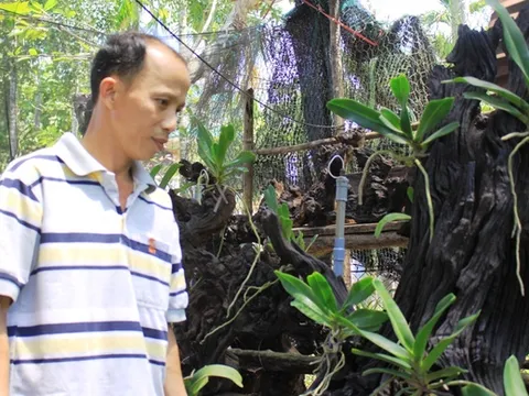 Kiếm hàng trăm triệu đồng từ những gốc cây khô