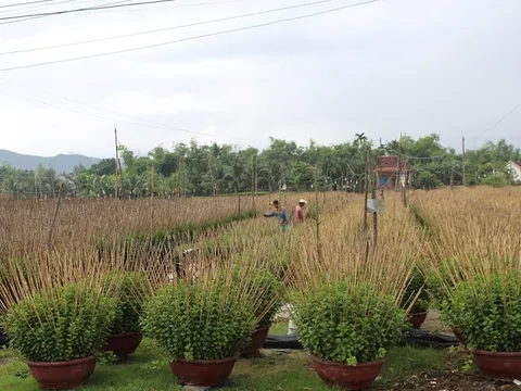 Kiếm hơn 100 triệu đồng nhờ trồng hoa cúc dịp Tết