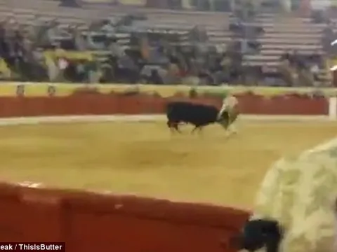 Kinh hoàng cảnh võ sĩ đấu bò tử nạn trên sân đấu