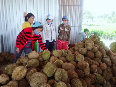 Dân ùn ùn kéo về Vĩnh Long ăn sầu riêng 19.000 đồng một kg