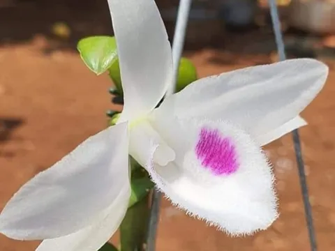 Tôn vinh vẻ đẹp của Lan var 5 cánh trắng Phú Thọ