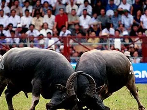Mùa lễ hội 2018: "Nóng" chuyện chọi trâu
