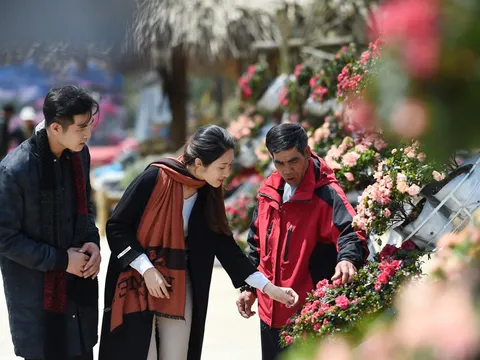 Chặng đường kỳ công từ rừng tới hội của đỗ quyên Fansipan