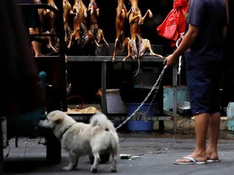 Lễ hội thịt chó vẫn diễn ra ở Trung Quốc bất chấp chỉ trích