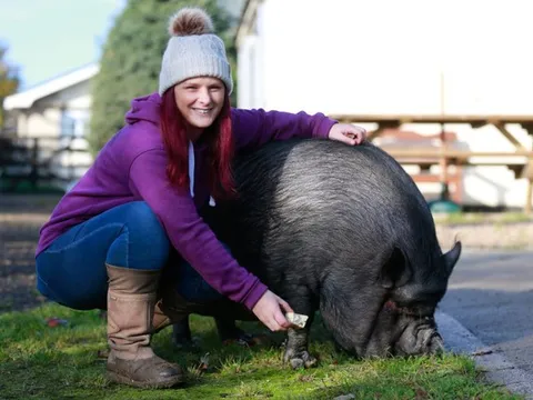 Lính cứu hỏa giải cứu con lợn sướng nhất thế giới