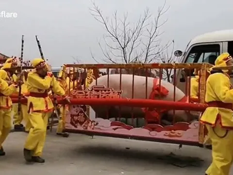 Lợn khổng lồ nặng gần 1 tấn, cần tới 24 người khiêng