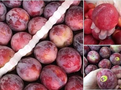 Mận Nhật - Mỹ đổ về Việt Nam: Giá gần 1 triệu đồng/kg vẫn đắt khách