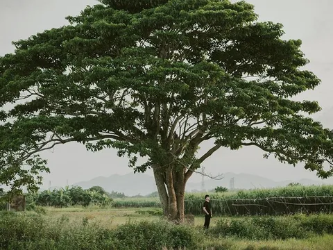 Du khách đổ xô đến Huế sau khi xem 'Mắt biếc'