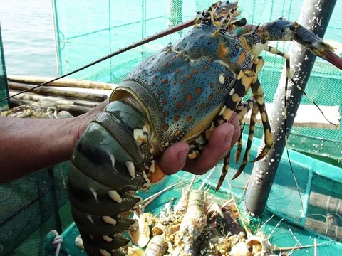 Mất mỗi ngày 10 triệu đồng vì tôm hùm bỗng dưng chết hàng loạt