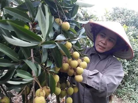 Mất mùa, giá vải thiều cao kỷ lục