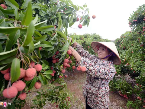 Máy bay chở 200 tấn vải thiều Việt bán qua Thái Lan