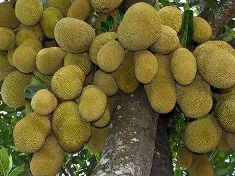Được mùa mít, dân miền Tây lãi lớn