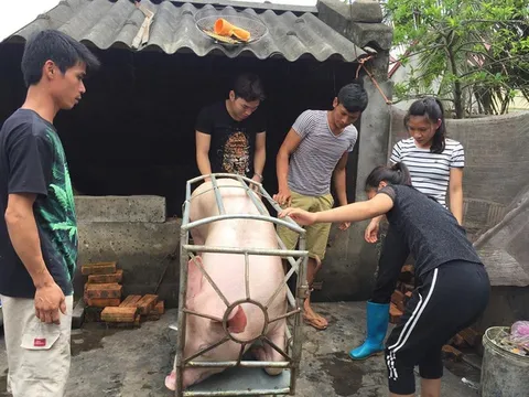 Một doanh nghiệp mua hết số lợn của chị bán thịt bị hắt chất bẩn