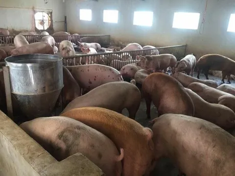 Mua 2 triệu bán 6 triệu đồng: Lái lợn lãi đậm, dân nuôi phá sản