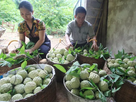Na bở trở thành hàng hiếm với giá cao ngất ngưởng