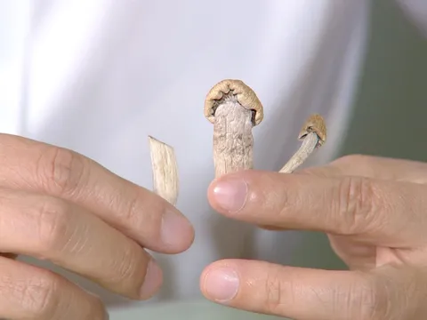 Xác minh ‘nấm ảo giác' chứa tiền chất ma túy