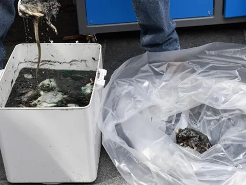 New York chuẩn bị bẫy chuột bằng cách cho chết chìm trong rượu