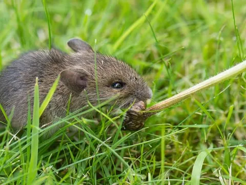 New Zealand gửi binh sĩ tiêu diệt "chuột triệu USD"