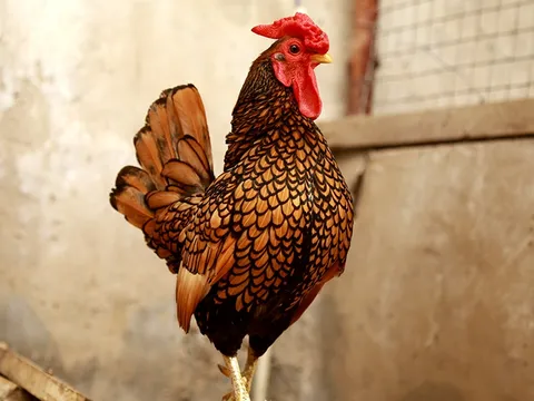 Ngắm đàn gà tiền tỷ "đẹp như tranh" dịp Tết Đinh Dậu