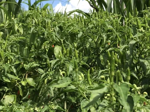 Ngắm "vườn" ớt đặc sản 400.000 đồng/kg, dân không có đủ để bán