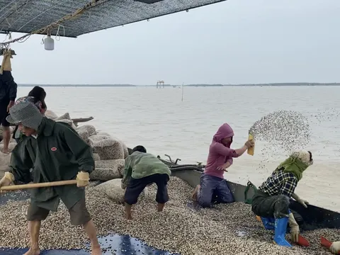 Hải Phòng: Ngư dân khốn khổ với dự án khai thác ven biển có nhiều ‘vấn đề’ (!)