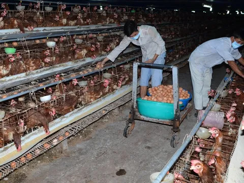 Người chăn nuôi lao đao vì giá thấp kỷ lục