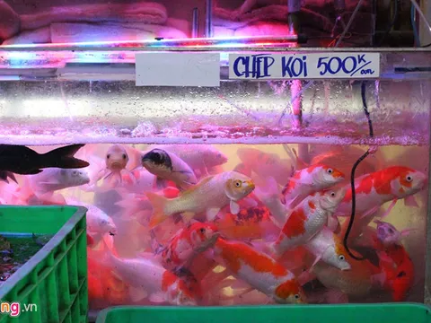 Người Sài Gòn mua cá Koi tiền triệu tiễn ông Công, ông Táo