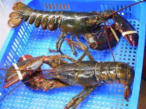 Nhiều người Việt mạnh tay chi tiền triệu để 'ăn thử' tôm hùm Mỹ