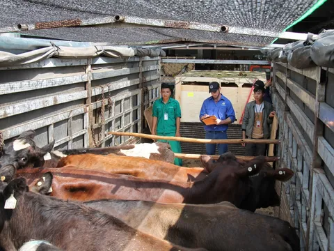 200 cô bò sữa hữu cơ 'cưỡi' máy bay từ Úc về Việt Nam