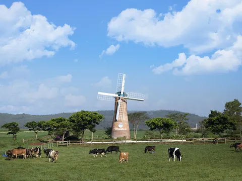 Vinamilk và những bước đi chiến lược trong 30 năm phát triển ngành chăn nuôi bò sữa