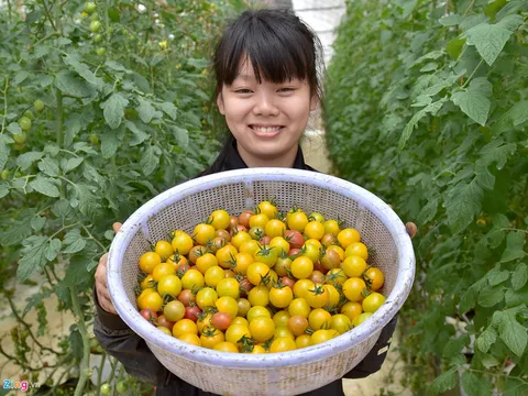 Nhà giàu đổ xô lên Măng Đen trồng rau sạch, thuốc quý