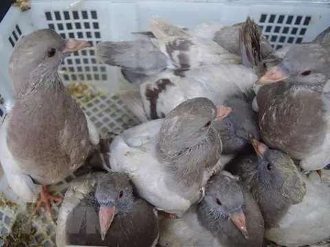 Bắt giữ hơn 2.000 con chim bồ câu nhập lậu từ Trung Quốc về Việt Nam