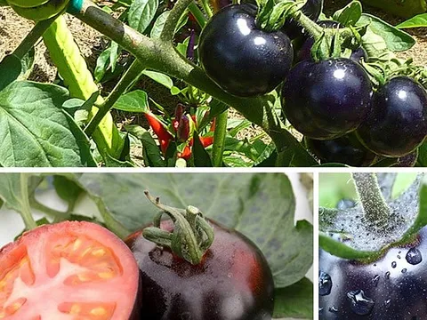 Những trái cây lạ xuất hiện trên thị trường Việt