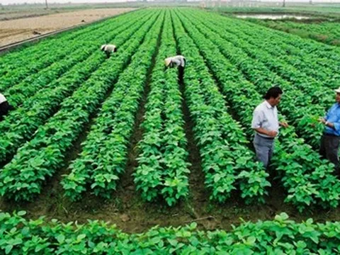 Nông dân 'bó gối' vì thiếu vốn sản xuất