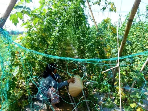 Nông sản rớt giá thê thảm, "đỏ mắt" chờ thương lái