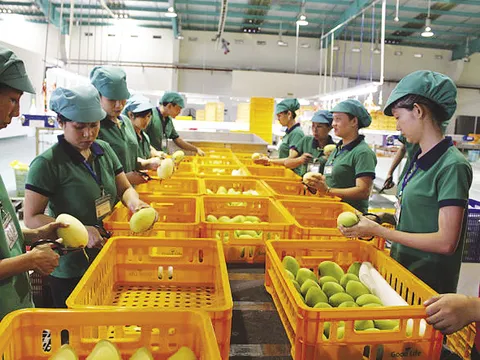 Xuất khẩu nông sản sang Hàn Quốc phải chịu quy trình kiểm tra gắt gao