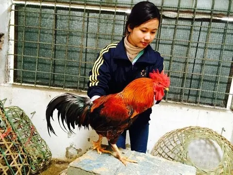 Nuôi gà cổ cả làng thu tiền tỷ, bán trứng gà đua nhau tậu Camry