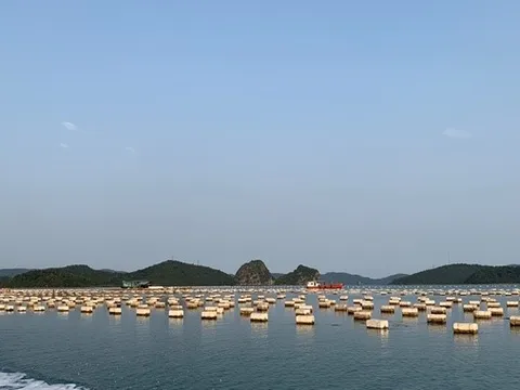 Quảng Ninh chấn chỉnh nuôi trồng thủy sản tại vịnh Bái Tử Long