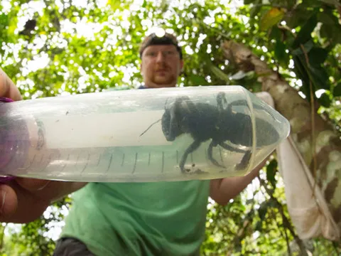 Loài ong lớn nhất thế giới bất ngờ được tìm thấy lại tại Indonesia