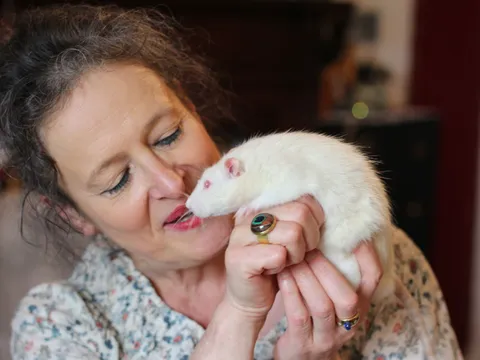 Paris khốn đốn vì chuột đông hơn người