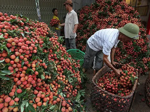 Giá vải thiều tăng mạnh vào cuối vụ