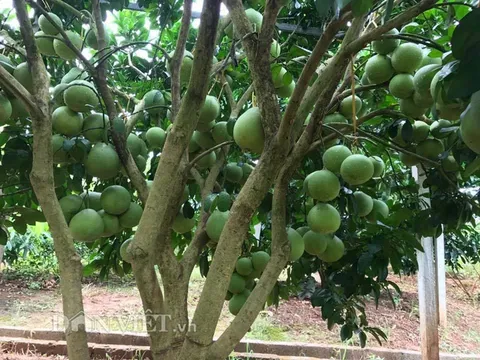 Làm giàu ở nông thôn: Bí quyết trồng bưởi đỏ sai quả như chùm nho ở xứ Mường