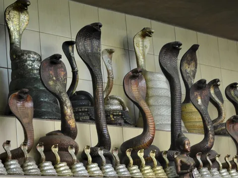 Rắn hổ mang Thái Lan: Vừa được tôn thờ, vừa là đặc sản